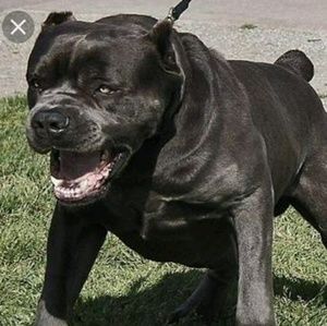 Meet your Posher, Alan